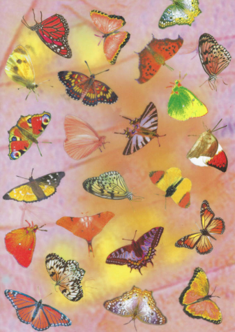 Transparentpapier Schmetterlinge rosé
