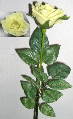 Seidenrose gelb <br> Blüte Ø 10 cm halboffen <br> Länge 44 cm<br>wenig Dornen